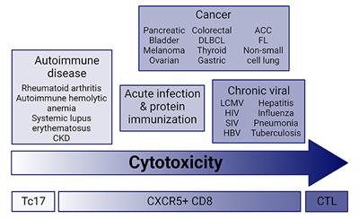 CXCR5+CD8 T cells: Potential immunotherapy targets or drivers of immune-mediated adverse events?